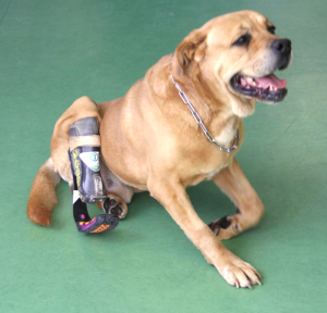 protesi zampa cane