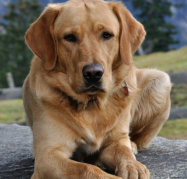 Backbone USB C Seghetto Da Ossa In Acciaio Inox 6 Pollici - Strumento Chirurgico Angolato Per Ortopedia E Veterinaria Strumento Chirurgico 6 Pollici - Foto 5