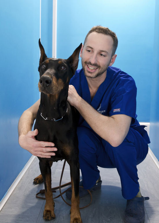 ortopedico-veterinario-cane