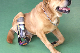 protesi-cane